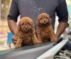 Beautiful quality toy poodle puppy with Kci call 7200210425