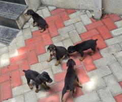 Doberman puppies are available in Chennai