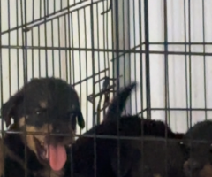 Rotweiler  puppies for sale