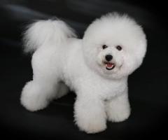 Most Premium Exotic breed "Bitchon Fries" Puppies in Chennai ☎️ 9710430367