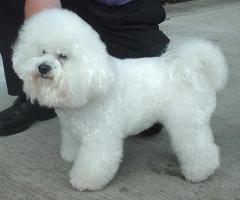 Most Premium Exotic breed 