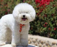 Most Premium Exotic breed 