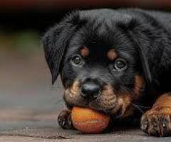 Rottweiler puppy ready to move in new home ...8800539300