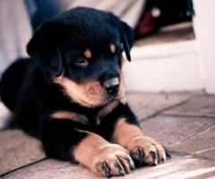 Rottweiler puppy ready to move in new home ...8800539300
