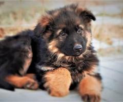 German Shepherd puppy ready to move in new home ...8800539300
