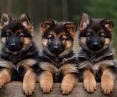 German Shepherd puppy ready to move in new home ...8800539300