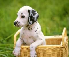 Dalmatian puppy active, energetic and high stamina....8800539300