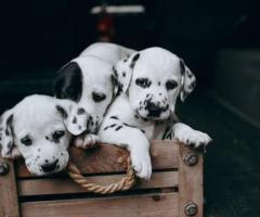 Dalmatian puppy active, energetic and high stamina....8800539300