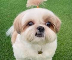 Shih Tzu puppy ready to move in new home ...8800539300