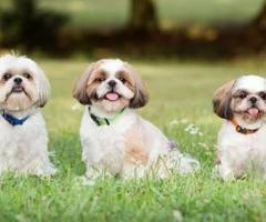Shih Tzu puppy ready to move in new home ...8800539300