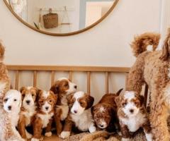Golden doodle puppy active, friendly and intelligent....8800539300