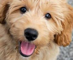 Golden doodle puppy active, friendly and intelligent....8800539300