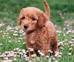Labra doodle puppy ready to move in new home ...8800539300
