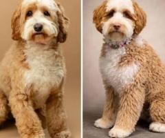 Labra doodle puppy ready to move in new home ...8800539300