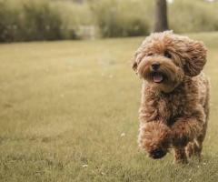 Labra doodle puppy ready to move in new home ...8800539300