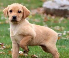 Yellow Lab puppy active, fun-loving and High Intelligence...8800539300
