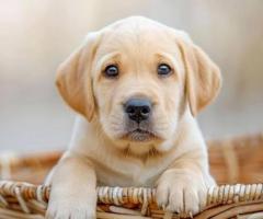 Yellow Lab puppy active, fun-loving and High Intelligence...8800539300