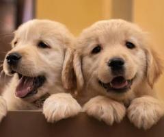 Golden Retriever puppy intelligent, Playful and active 8800539300