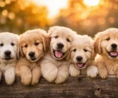 Golden Retriever puppy intelligent, Playful and active 8800539300