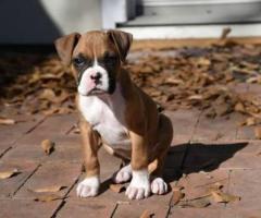 Boxer puppy active, Loving and Playful...8800539300