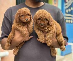 Toy poodle puppies in Chennai call 8667213100