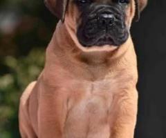 English Mastiff puppy active, home protection and family nature....8800539300