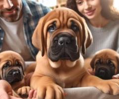 English Mastiff puppy active, home protection and family nature....8800539300
