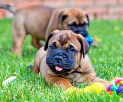 Bull mastiff puppy active, fun-loving and High Intelligence...8800539300