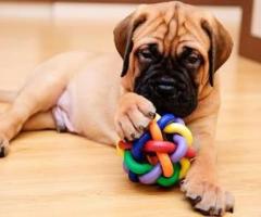 Bull mastiff puppy active, fun-loving and High Intelligence...8800539300