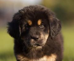 Tibetan Mastiff puppy active, friendly, intelligent and playful...8800539300