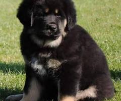 Tibetan Mastiff puppy active, friendly, intelligent and playful...8800539300