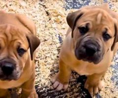 Boerboel puppy active, family loyalty and friendly..8800539300