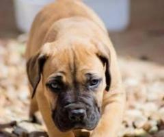 Boerboel puppy active, family loyalty and friendly..8800539300
