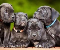 Cane Corso puppy active, Playful,Protective and loyal to family...8800539300