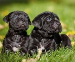 Cane Corso puppy active, Playful,Protective and loyal to family...8800539300
