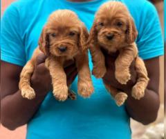 Awesome Quality "Cocker Spaniel" Puppies for sale in chennai ☎️ 7200349948