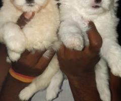 LHASA APSO PUPPIES AVAILABLE IN CHENNAI @8838311044