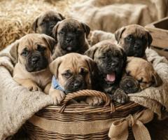 Bullmastiff cute puppy and dog 8800539300