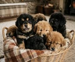 Tibetan Mastiff Cute Puppy and Dog 8800539300