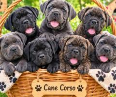 Cane Corso Cute Dog and Puppy 8800539300