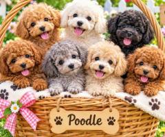 Poodle Cute Puppy and Dog 8800539300