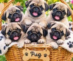 Pug cute puppy and dog 8800539300