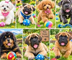 Cute Puppy