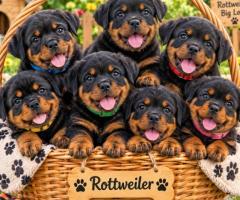 Rottweiler cute puppy and active 8800539300