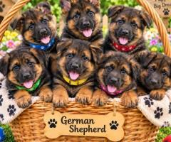 German Shepherd cute puppy and dog 8800539300