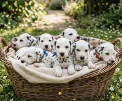 Dalmatian cute puppy and dog 8800539300
