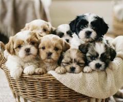 Shih Tzu cute puppy and dog 8800539300