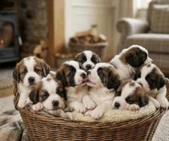 Saint Bernard cute puppy and dog 8800539300