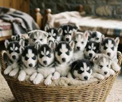 Husky cute puppy and dog 8800539300