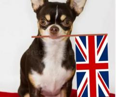 Khwabeeda Dreamy Pets Chihuahua Puppies Available